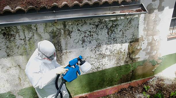 Top rated local Basement Mold Remediation specialists in Ahoskie, NC